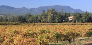 The vineyards at Chateau Pigoudet, with Mont Sainte Victoire in the background