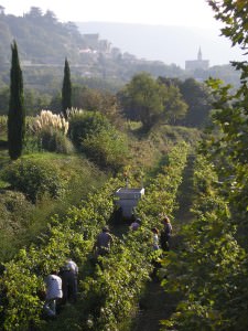 Harvest at La Canorgue, with Bonnieux in the distance