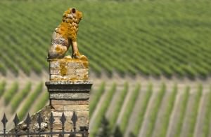 The vineyards of Castelgiocondo, Italy