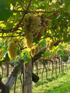 Chardonnay grapes grapes hang on the vines at the Villa Margon vineyards