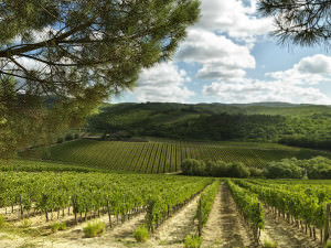 A view of Ruffino's Gretole vineyards in Tuscany