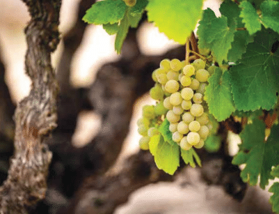 Sommelier India  Winter 2026 issue Verdejo white reborn